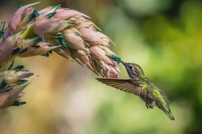 Hummer