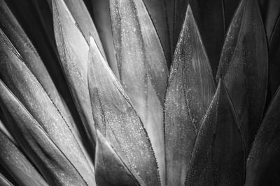Flora
