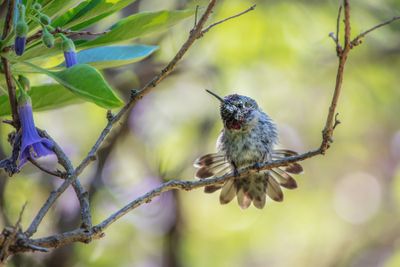 Hummer