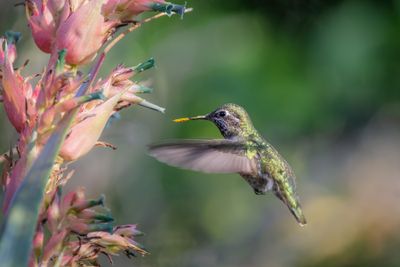 Hummer