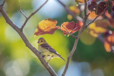 Finch
