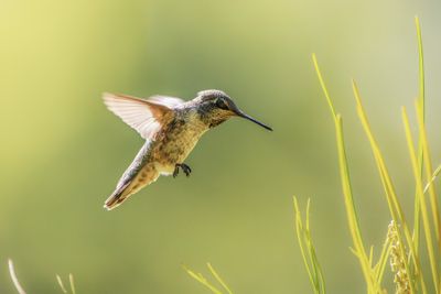 Hummer