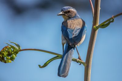 Jay