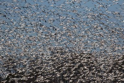 2-10-22 Snow geese Wilsonia Rd ES2716.jpg