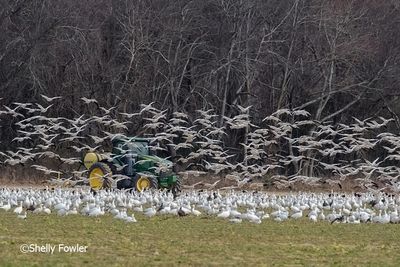 2-9-24 2453 Snow Geese.jpg