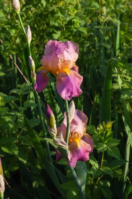 DSC_7938.JPG