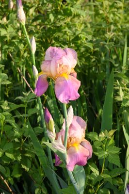 DSC_7939.JPG