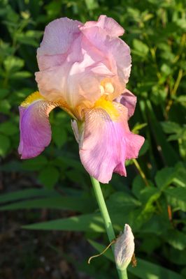 DSC_7940.JPG