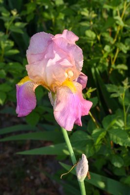 DSC_7941.JPG