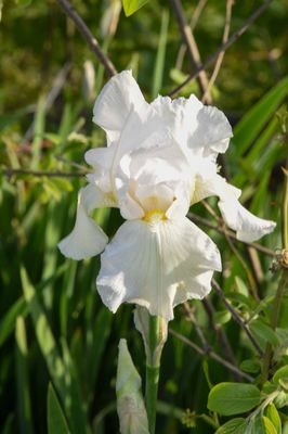 DSC_7945.JPG