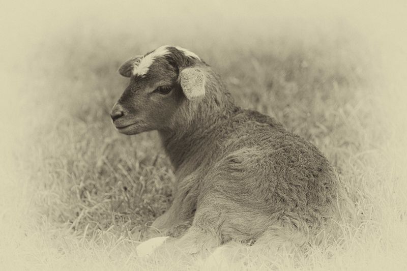 brown lamb sepia.jpg