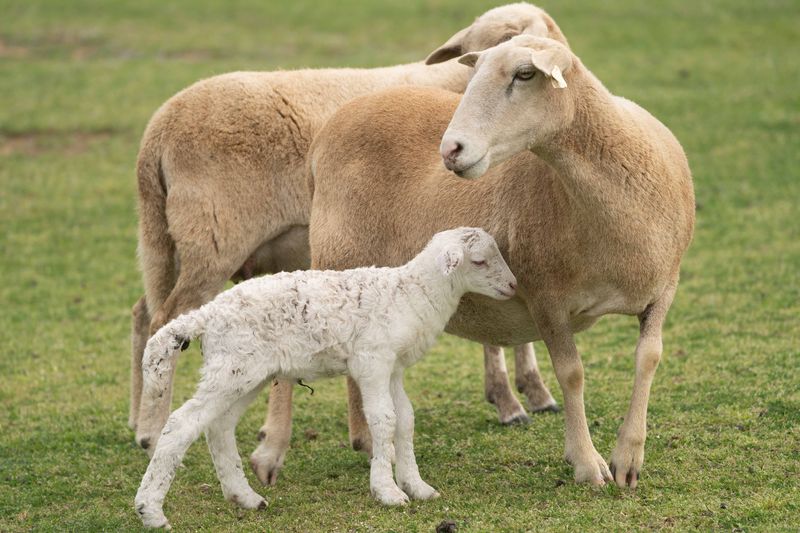 white lamb.jpg