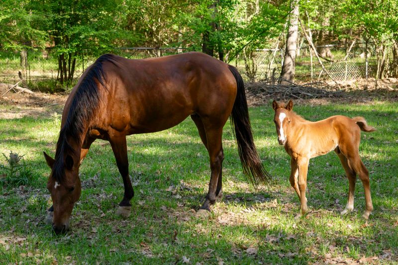 horses