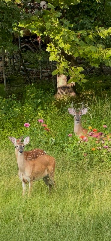 deer family