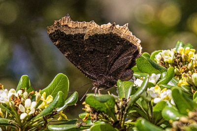 mourning cloak