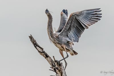 blue heron in action at Bolsa Chica Wetlands