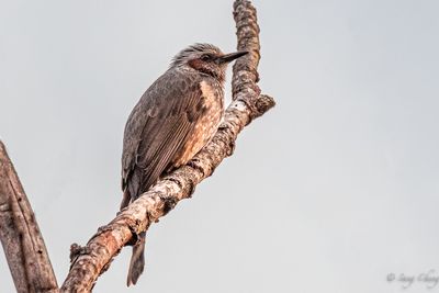 brown-eared bulbul