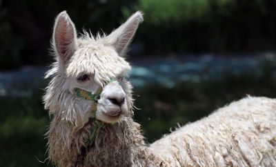 Resident alpaca.