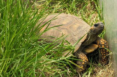 The resident turtle - not for turtle soup!