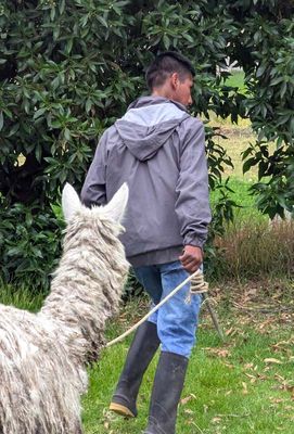 Taking sheep from the pasture to their pen. 