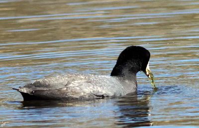 8T5A6339-coot.jpg