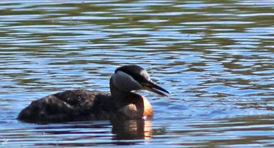 8T5A6340-red-necked-greebe.jpg