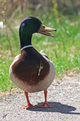 8T5A6342-mallard.jpg