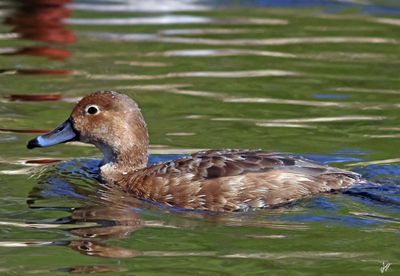 8T5A6350-red-headed-female.jpg