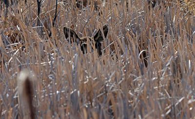 8T5A6364-hidey-moose.jpg