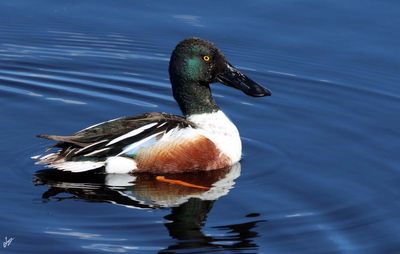 8T5A6366-northern-shoveler.jpg