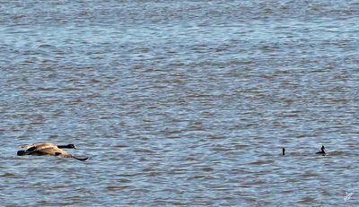 8T5A6371-goose-and-q.jpg
