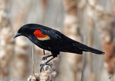 8T5A6381-redwing-blackbird.jpg