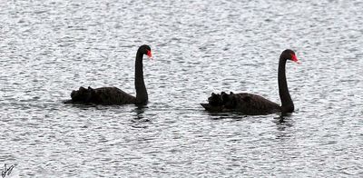 2025_10_31 First pics from New Zealand