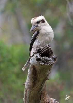 2025_11_12 Australia - Adelaide Hills