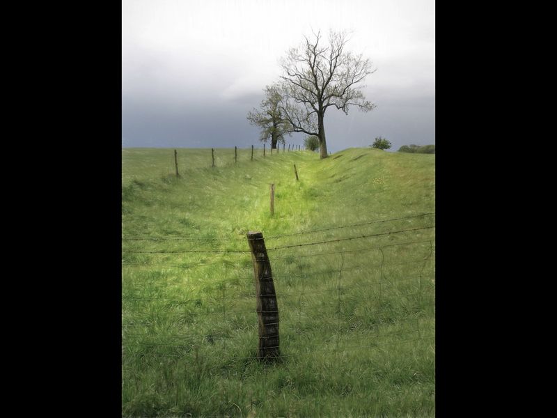 Tree and fence post