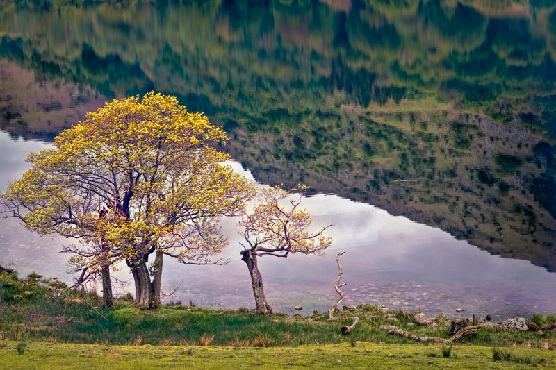Golden Trees - Rydal