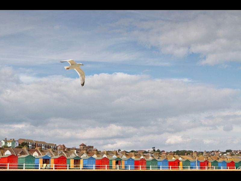 Beach Huts and  seagull