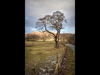 Tree Langdale