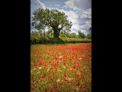 Poppies and Tree