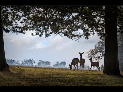  Deer at Woburn Park