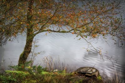 Trees & Treescapes