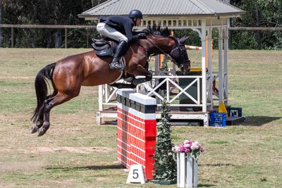 NSW State Showjumping Championships 25th Oct 2024 - Class 123 Senior Title Round 2