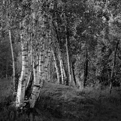 P7251237.tpz bw sq B.jpg