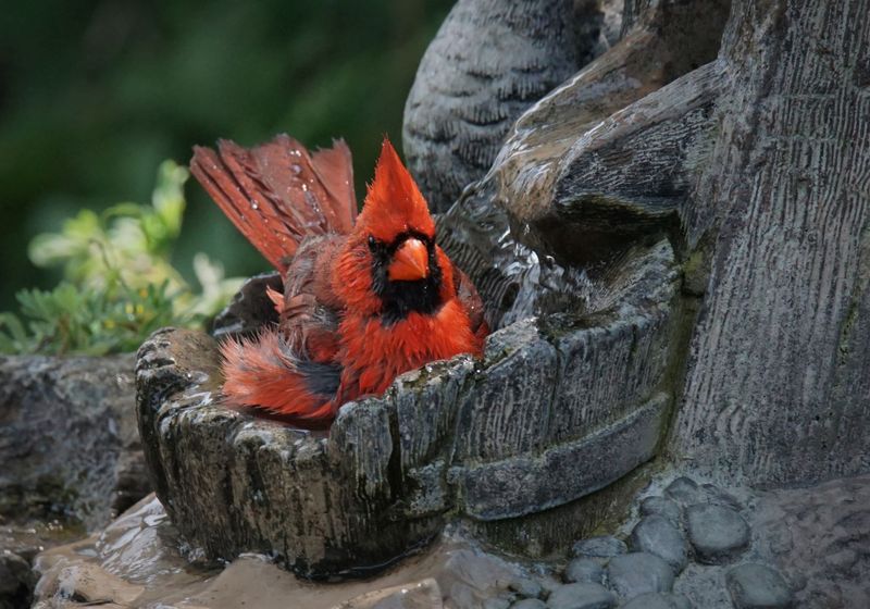 Cardinal rouge - Northern cardinal