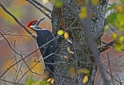 Grand pic - Pileated woodpecker
