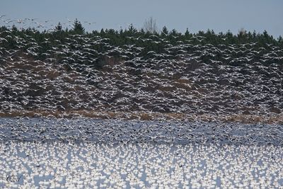 Oie des neiges - Snow goose