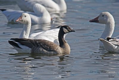 Bernache de Hutchins - Cakling goose