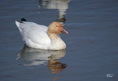 Oie des neiges - Snow goose