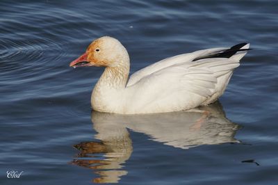 Oie des neiges - Snow goose