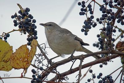 Moqueur polyglotte - Northern mockingbird